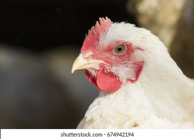 White Broilers chicken portrait