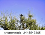 A white browed coucal bid on top of a tree at the Buffalo Springs Reserve in Samburu County, Kenya
