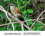 White browed coucal on a tree branch in an Africa forest