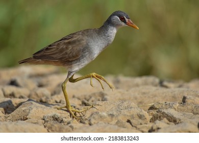 White Browed Crake (Bali - Indonesia)