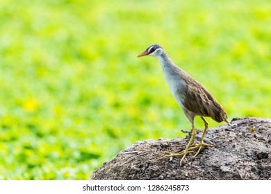 White - Browed Crake Perched On Ground