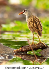 White Browed Crake Standing On Wood In A Shallow Water In A Swamp