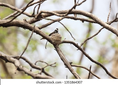 White Browed Fantail