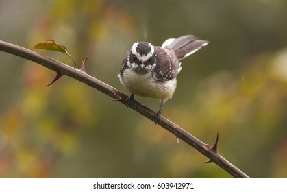 White Browed Fantail