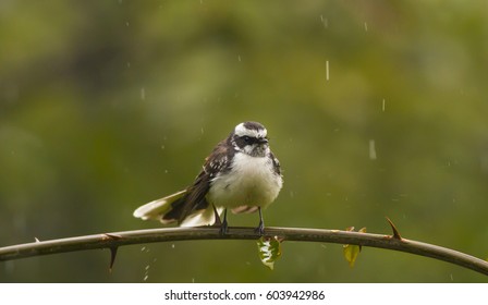 White Browed Fantail