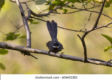 White Browed Fantail 