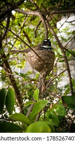 White Browed Fantail Bird In Its Nest