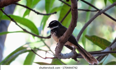 White Browed Fantail Close Up