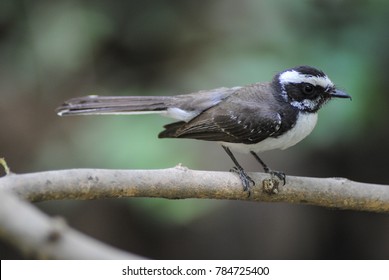 White Browed Fantail Flycatcher