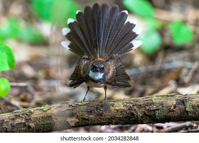 White Browed Fantail Flycatcher (Rhipidura Aureola) 