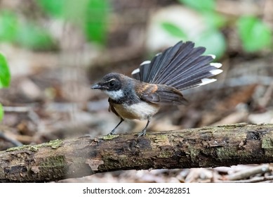 White Browed Fantail Flycatcher (Rhipidura Aureola) 