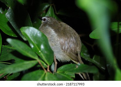 White Browed Fantail Flycatchers Night Time On A Tree