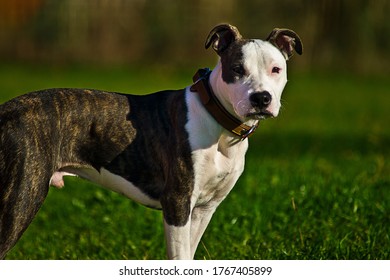 White And Brown American Stanford In The Park