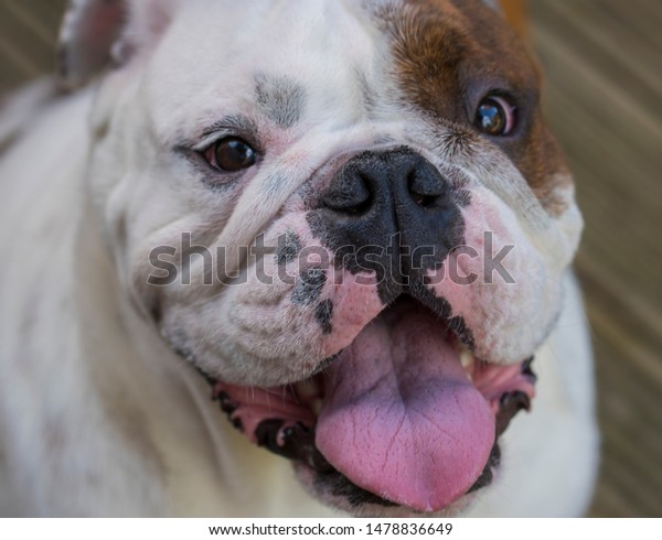 english bulldog smile