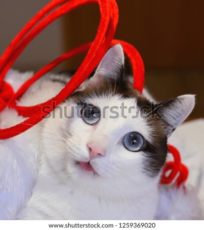 Cat playing a red ribbon on a floor. View from above