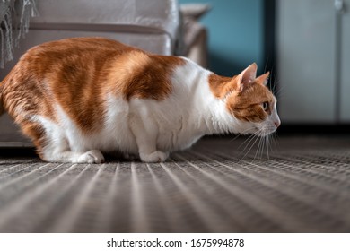 White And Brown Cat On A Carpet Is In Attack Position