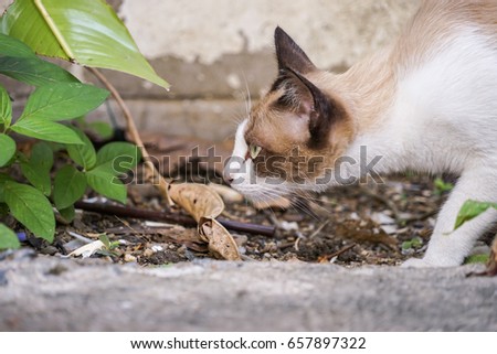 white brown cat in outdoor action 