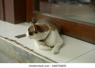 White Brown Cat Sleep On The Floor