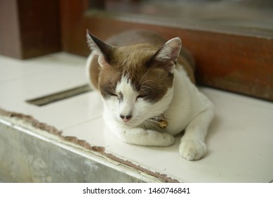 White Brown Cat Sleep On The Floor