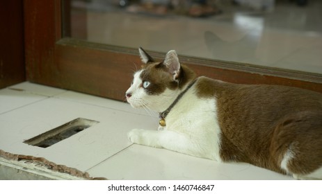 White Brown Cat Sleep On The Floor