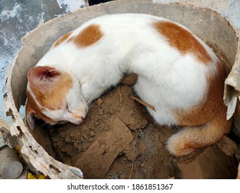 Cat Sleeping in Bucket Images, Stock Photos u0026 Vectors  Shutterstock
