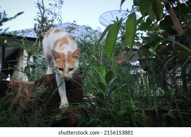 A White And Brown Cat Walking Down A Layer Of Brick 