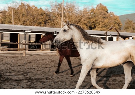 white and brown chestnut horses running free in manege in horse farm sport riding club