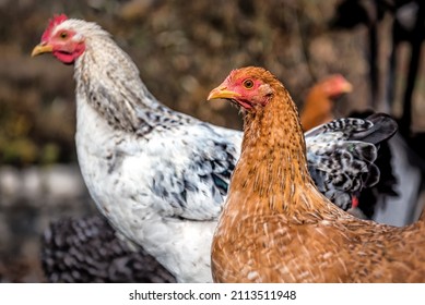 White And Brown Chicken Hen Portrait