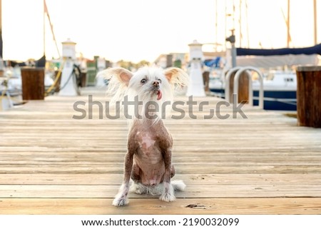 a white and brown chinese crested sits on a dock - weird and cute hairless dog at golden hour