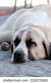 White Brown Close Up Dog Sleeping On Street Floor. Dog Face Is On The Street. Selective Focus Area. 