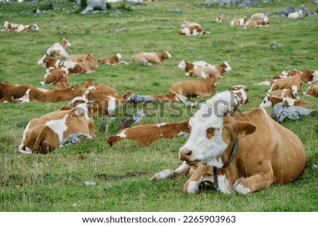 White and brown cow family in countryside. Breeding cattle hers. Domestic cows eating grass and sleeping. Livestock. Agricultural farm. Milk and beef. Husbandry. Bull. Hills. Dairy animal. Mammal. 
