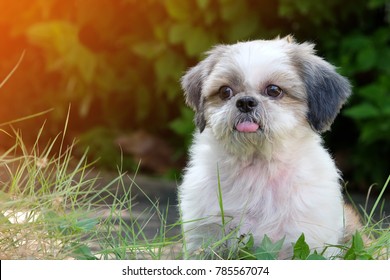 Shih Tzu High Res Stock Images Shutterstock