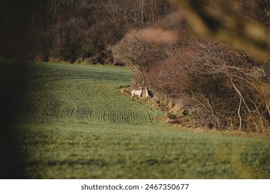white and brown deer by the forest - Powered by Shutterstock