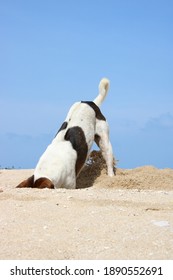 White With Brown Dog Digging On The Beach