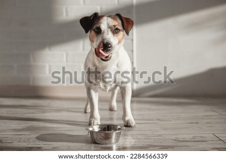 White and brown dog eats dog food from metal bowl. Pet licking in a sunlit room
