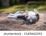 A white and brown domestic cat rolling around in an outdoor sandbox. in the background is green lawn. The cat is laying down on its back and is looking into the camera upside down.