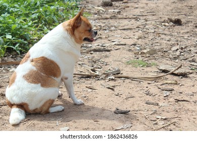 A White Brown Fat Dog Sitting On The Ground