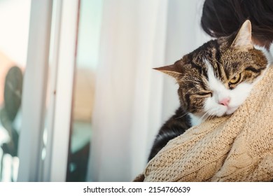 White, Brown, Gray And Black Scottish Cat In Woman's Hug, Cat's Face Put On Woman Shoulder With One Eye Closed And One Eye Open, Pet Sleepy And Warmness Emotion.