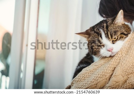 White, brown, gray and black scottish cat in woman's hug, cat's face put on woman shoulder with one eye closed and one eye open, pet sleepy and warmness emotion.