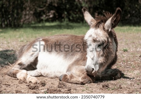 White and brown haired donkey lying on the sandy ground. His name is Hopi, and he is 20 months old. These adorable animals are in danger of extinction.