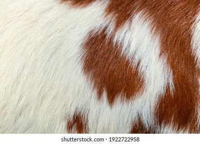 White And Brown Hairy Texture Of A Fur