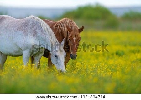 White and brown horse on field of yellow flowers. Farm animals on meadow