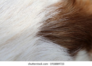 White And Brown Jack Russell Terrier In A Closeup. Soft, Fluffy, Straight Hair Of The Friendly Little Pet Dog. Lovely Texture. Closeup Of The Terrier Fur, Hairy, Cute Surface Ready To Be Pet!