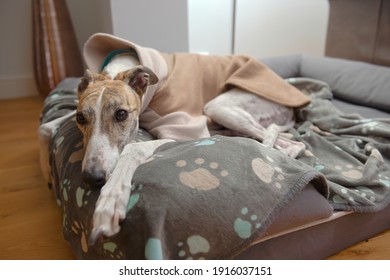 White and brown large pet greyhound rests her head and looks at the camera from her dog bed. Paw patterned blanket and thick fleece jumper for warmth
