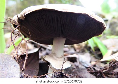 White And Brown Mushroom, Tsitsikamma Forest, South Africa