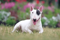 White With A Brown Patch Miniature Bull Terrier Dog Posing Outdoors Lying Down On A Green Grass Near A Flowerbed In Summer