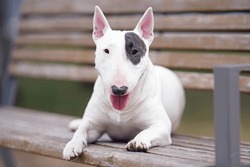 White With A Brown Patch Miniature Bull Terrier Dog Posing Outdoors In A Public Park Lying Down On A Brown Wooden Bench In Summer