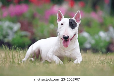 White with a brown patch Miniature Bull Terrier dog posing outdoors lying down on a green grass near a flowerbed in summer