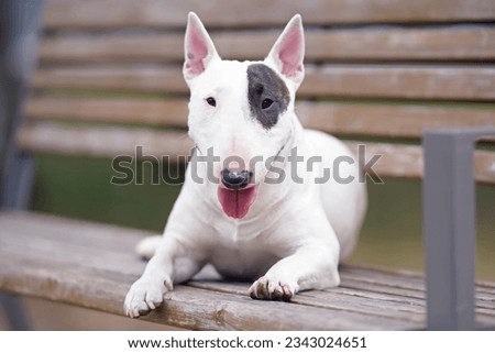 White with a brown patch Miniature Bull Terrier dog posing outdoors in a public park lying down on a brown wooden bench in summer