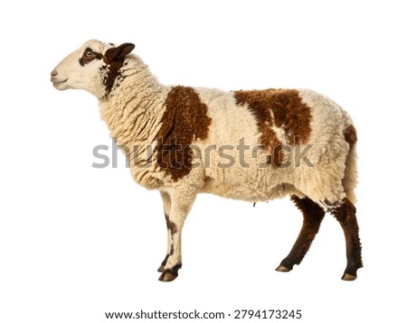White and Brown Patchwork Sheep Farm Livestock Isolated on White Background